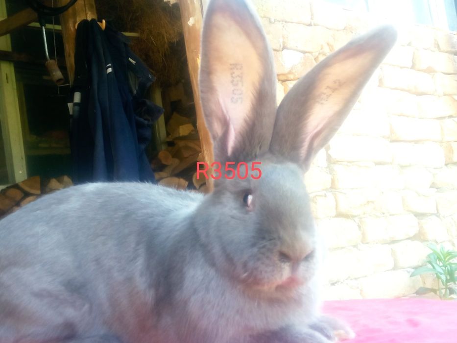 Зайци сини и черни немски гиганти,както и кочовати зайци.