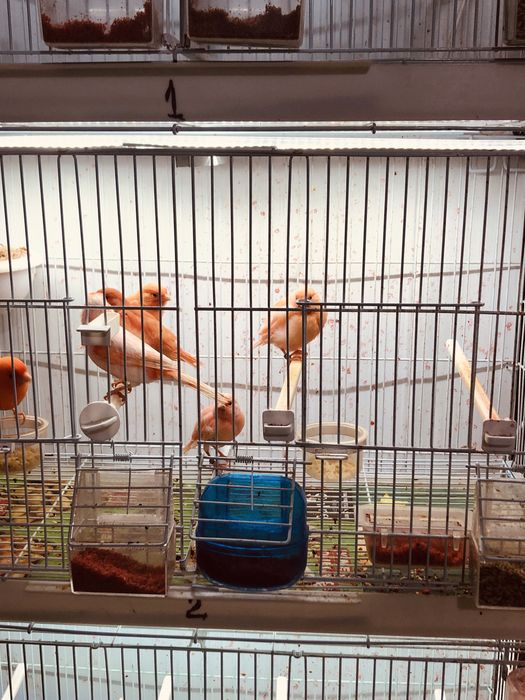 Canari pui de anul acesta