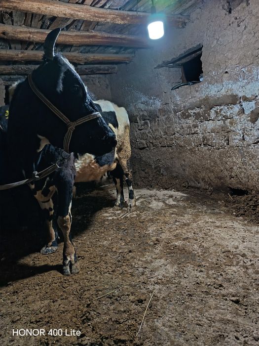 Mesni sigir sotiladi