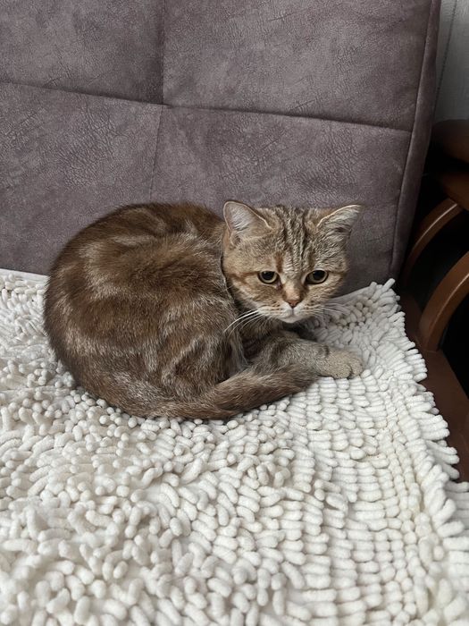Отдам кошку британку