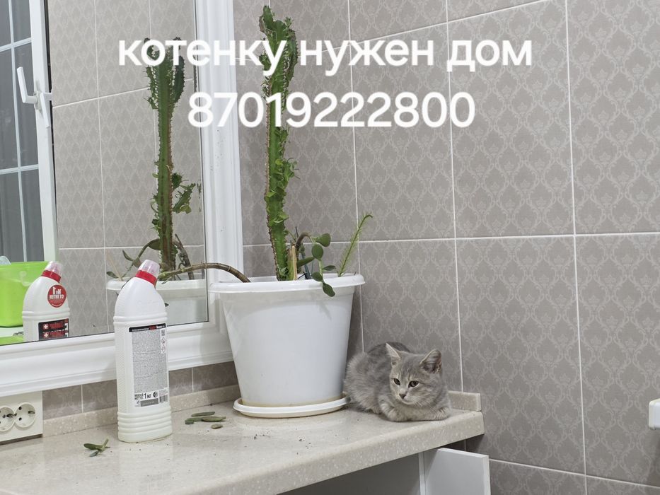 Котенок 3 месяца