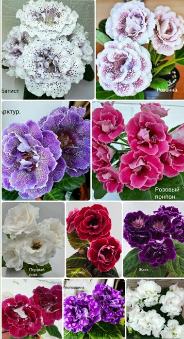 Укоренные листочки глоксиний.