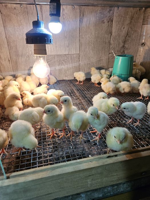 Цыплята бройлеры