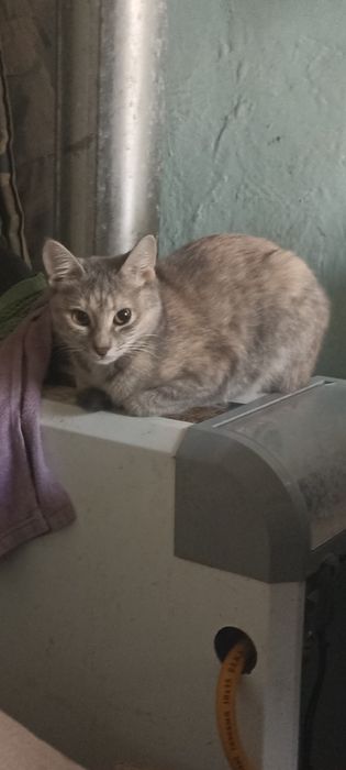 Одам кошку в добрые руки