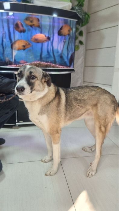 Отдаём собачку в добрые руки.