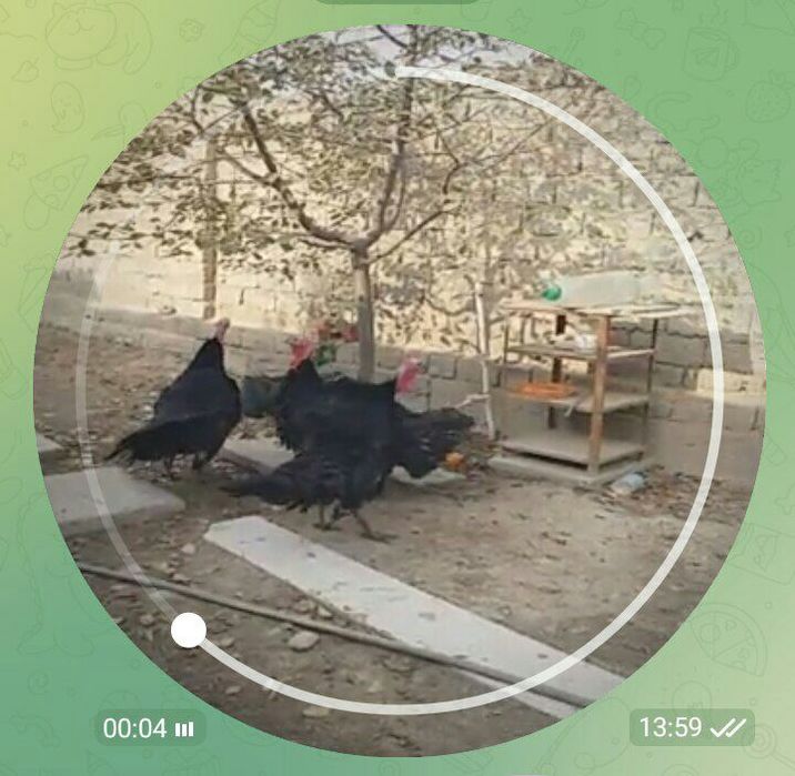 Kurka dalada boqilgan faqat so'yib mazza qilib yisila