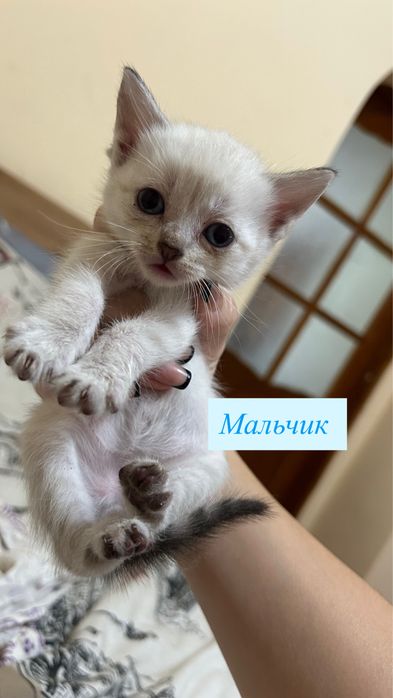 Котята британские