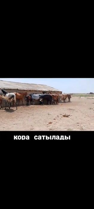 қора сатылады 280млн