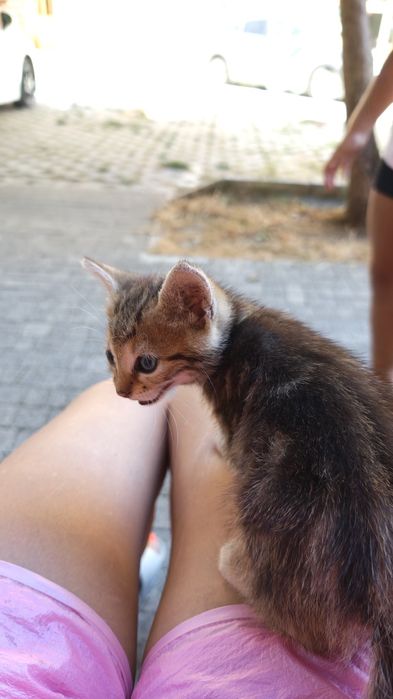 Подарявам котета