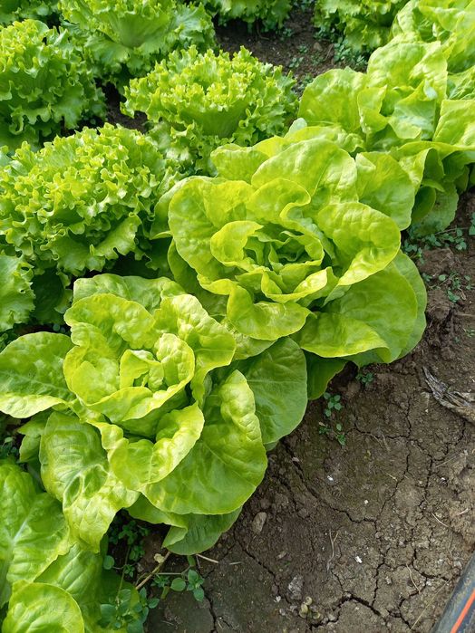 Прясна зелена салата