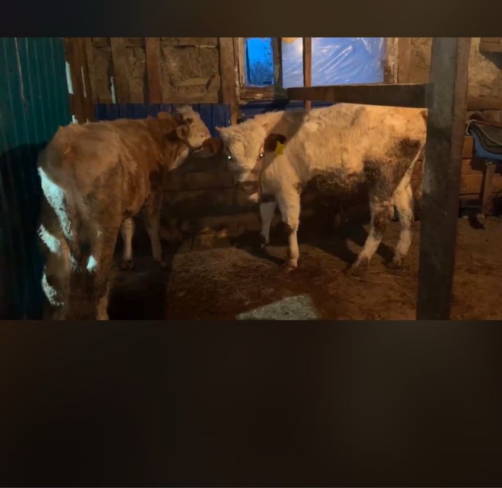 Свингерлердің секс кеші жеке бейне