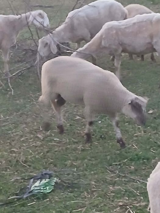 Агнета 6€/кг.