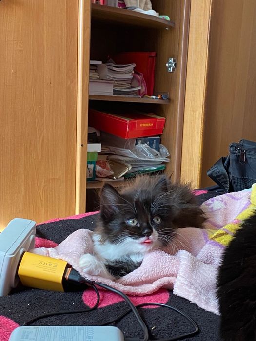 котята, отдам в хорошие руки