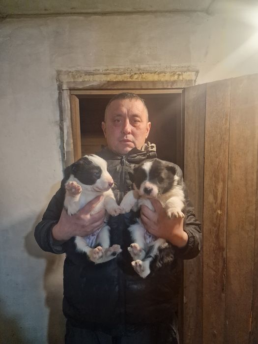 Продам шенков алабай