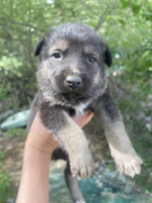 Продам щенков, помесь овчарки 2 мес., девочки