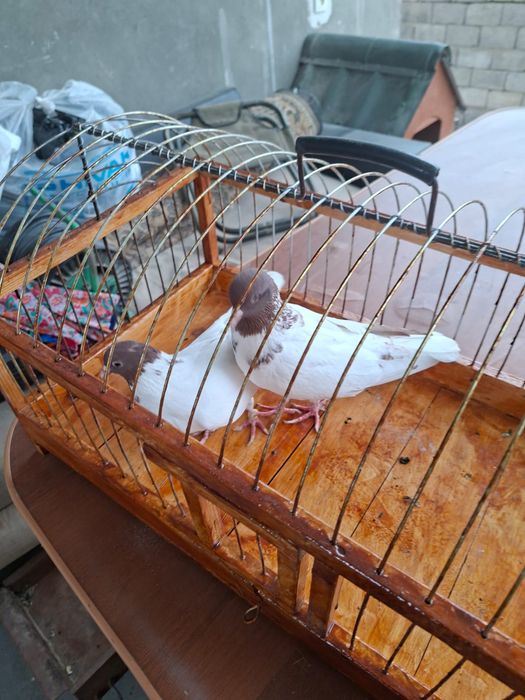 Продам высоколётный красноголовый