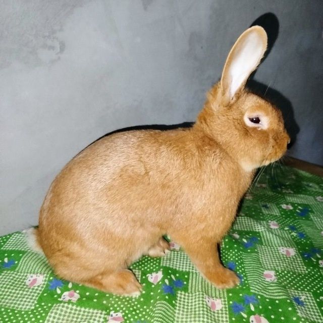 Бургундский кролик Бургунд