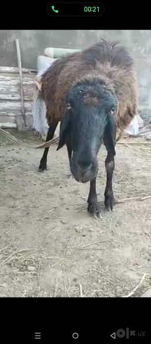 Qoʻy sotiladi ona bola. Alohida qib oselayam boʻladi.