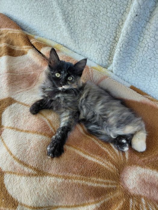 Котята бесплатно