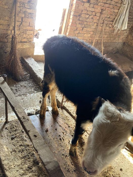 Срочно продаю бычка 7 месячный