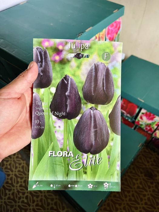 Луковичные растения Сортовые