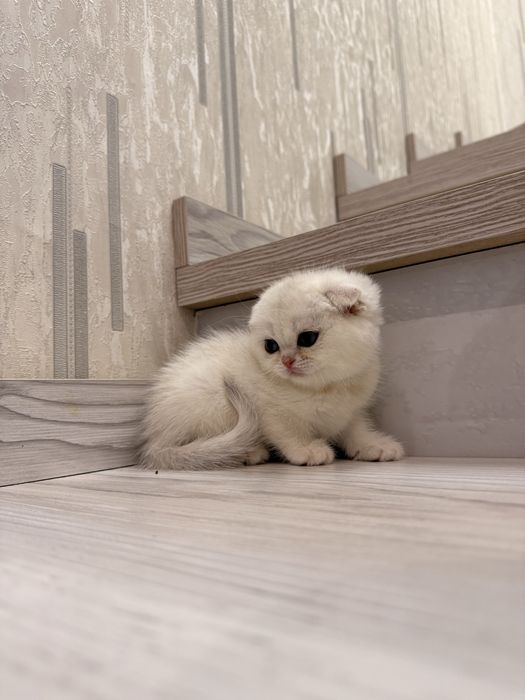 На продаже котятки скоттиш фолд