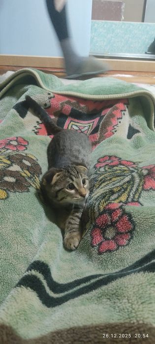 Подаются котята веслоухие