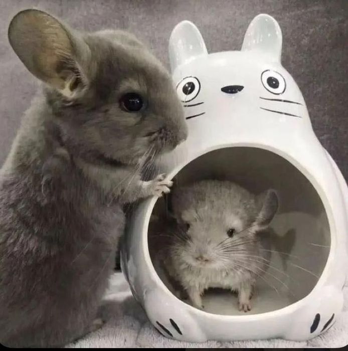 Pui de chinchilla sinsila cincila chinchila