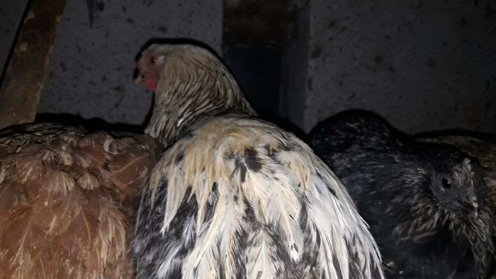 Куры много пород