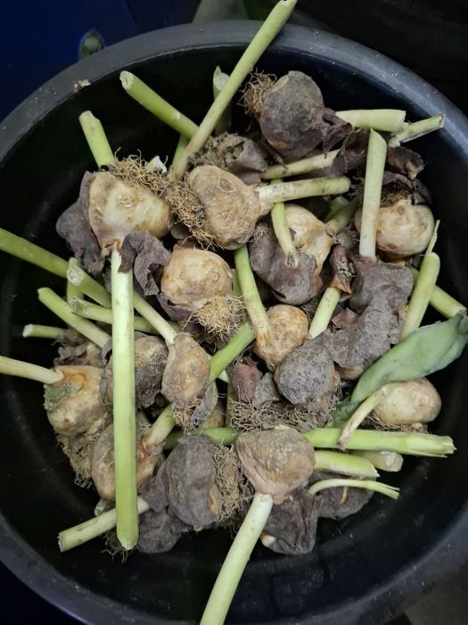 Луковицы тюльпанов