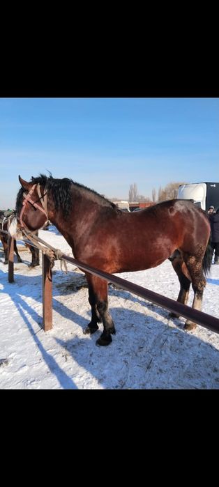 Продам жеребёнка
