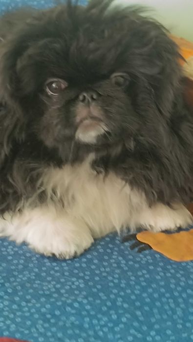 Продам щенков пекинеса мальчика