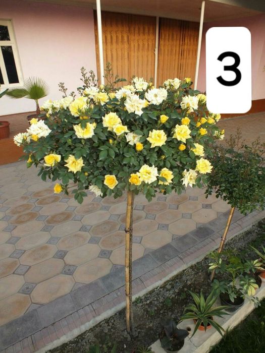 Shtampoviy atirgullar sotuvga tayyor