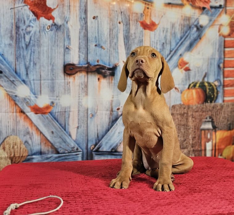 Vizsla maghiara cu pedigree