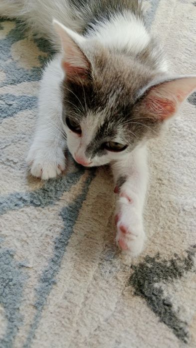 Котёнок очень ласковая