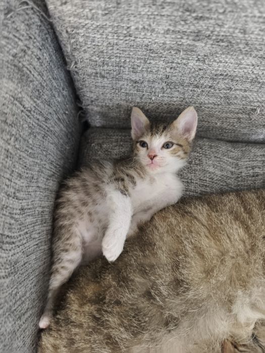 Отдам котенка в хорошие руки