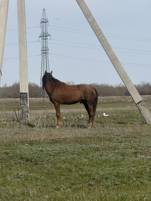 Продам лошадь(кунан)