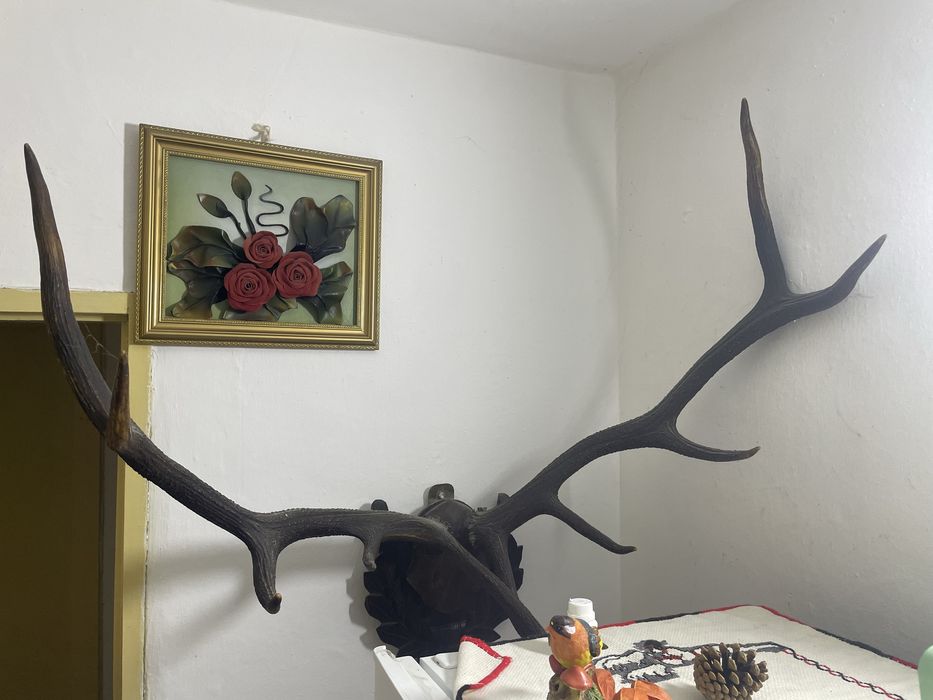 Coarne de cerb naturale