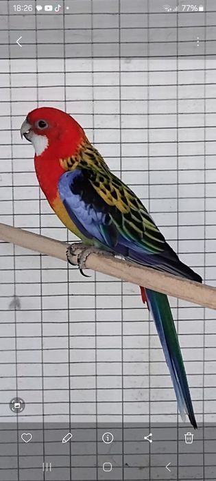 Продам папугаев срочно