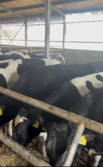 De vanzare Juninci din rasa Holstein Friza origine Lituania, Slovacia, Ungaria