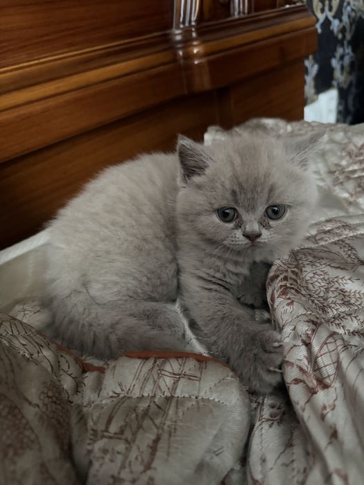 Шотланские котята