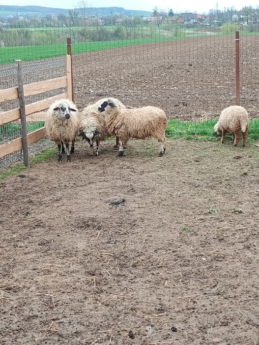 Mioare și berbeci de anul trecut de vânzare de anul trecut din primăvară și din toamna 2025