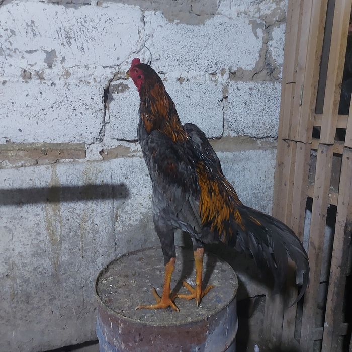 Корейц китай джужа июнски