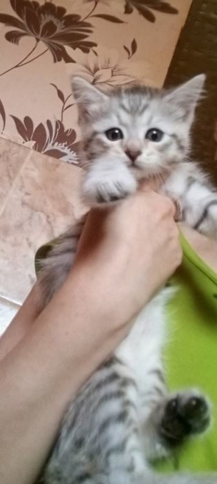 Скотиш страйт 1,5 месяцев .