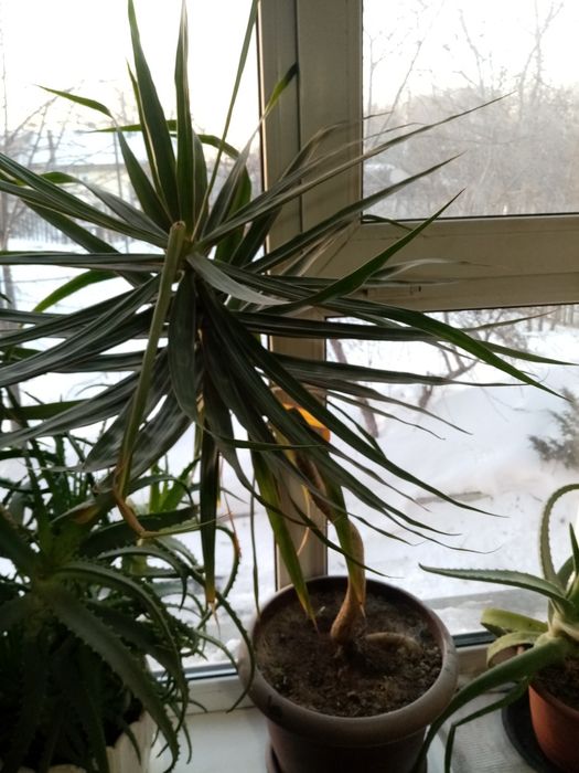 Алоэ древовидный