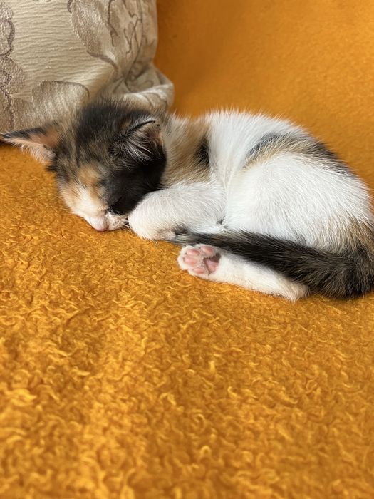 Котята в добрые  руки 2 месяца