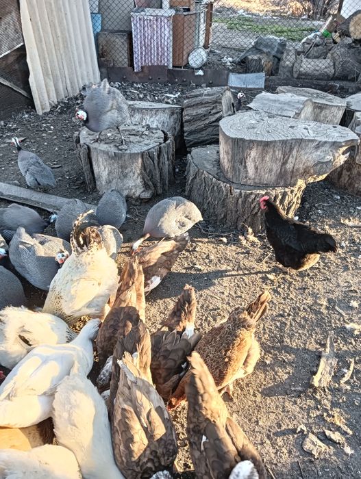 Продаммммм цицарок