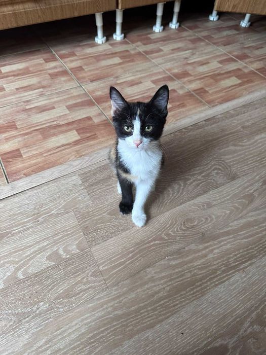 Отдам котенка в добрые руки