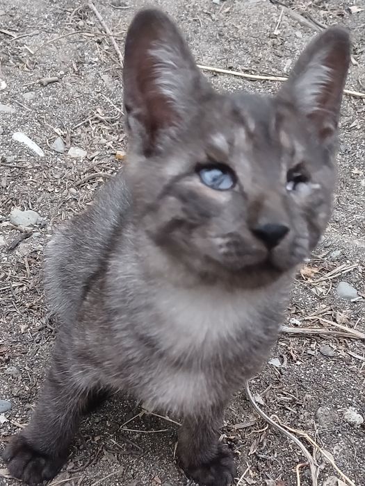 Отдам котёнка. 1.5-2 месяца