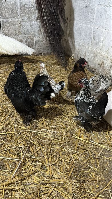 Карликовые бентамки куры